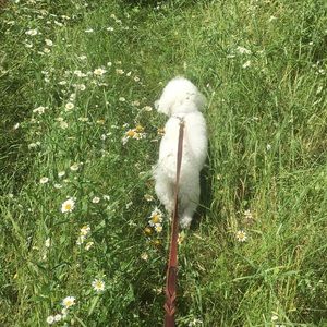 Meet your Posher, Athea